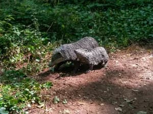 50 Years and Still Growing: A Steel Badger for the Woodland Trust